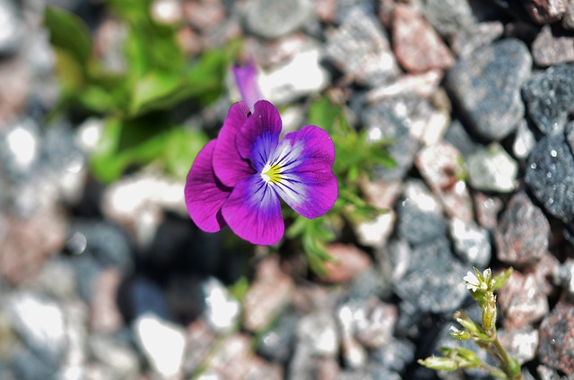 Foto do arquivo: fornecida por 【白菜体验金】