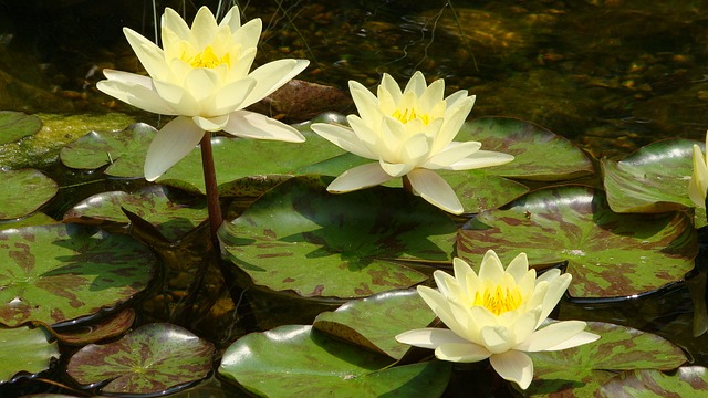 lô đẹp hôm nay miễn phí