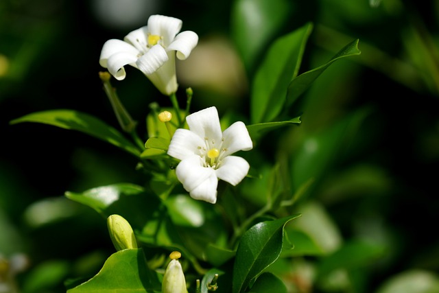 xổ số quảng ngãi ngày 11 tháng 2